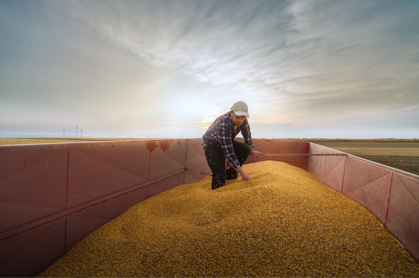A farmer inspecting a trailer full of harvested grain at sunset, representing the sourcing of agricultural raw materials in the food ingredients industry.