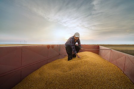 A farmer inspecting a trailer full of harvested grain at sunset, representing the sourcing of agricultural raw materials in the food ingredients industry.