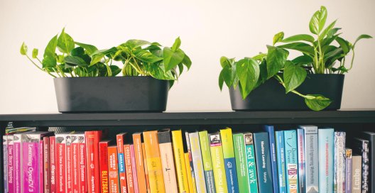 Regal mit Büchern in Regenbogenfarben mit zwei grünen Topfpflanzen oben auf dem Regal